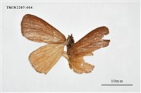 藏品(橙褐毒蛾)的圖片